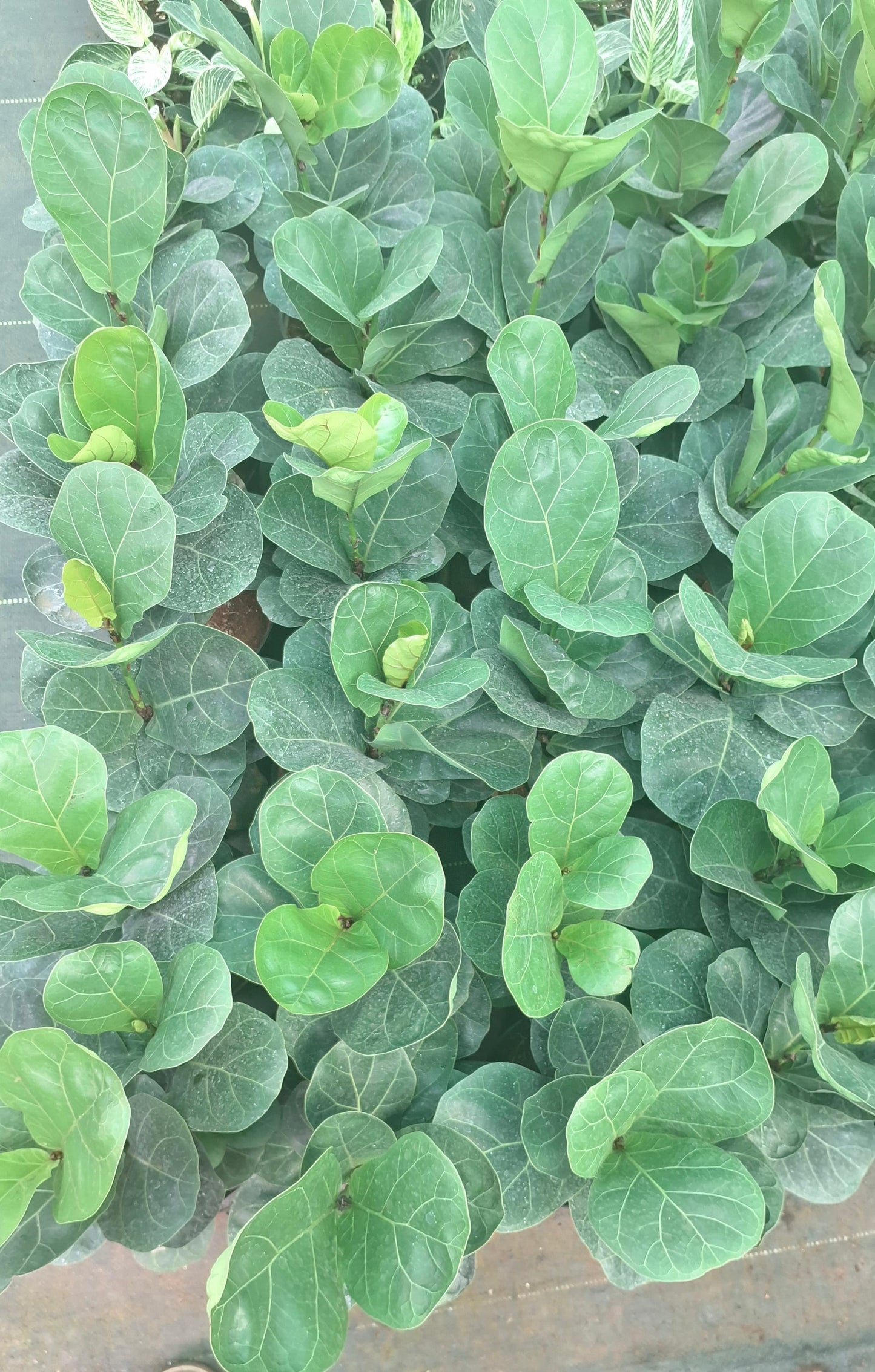 Fiddle leaf figs