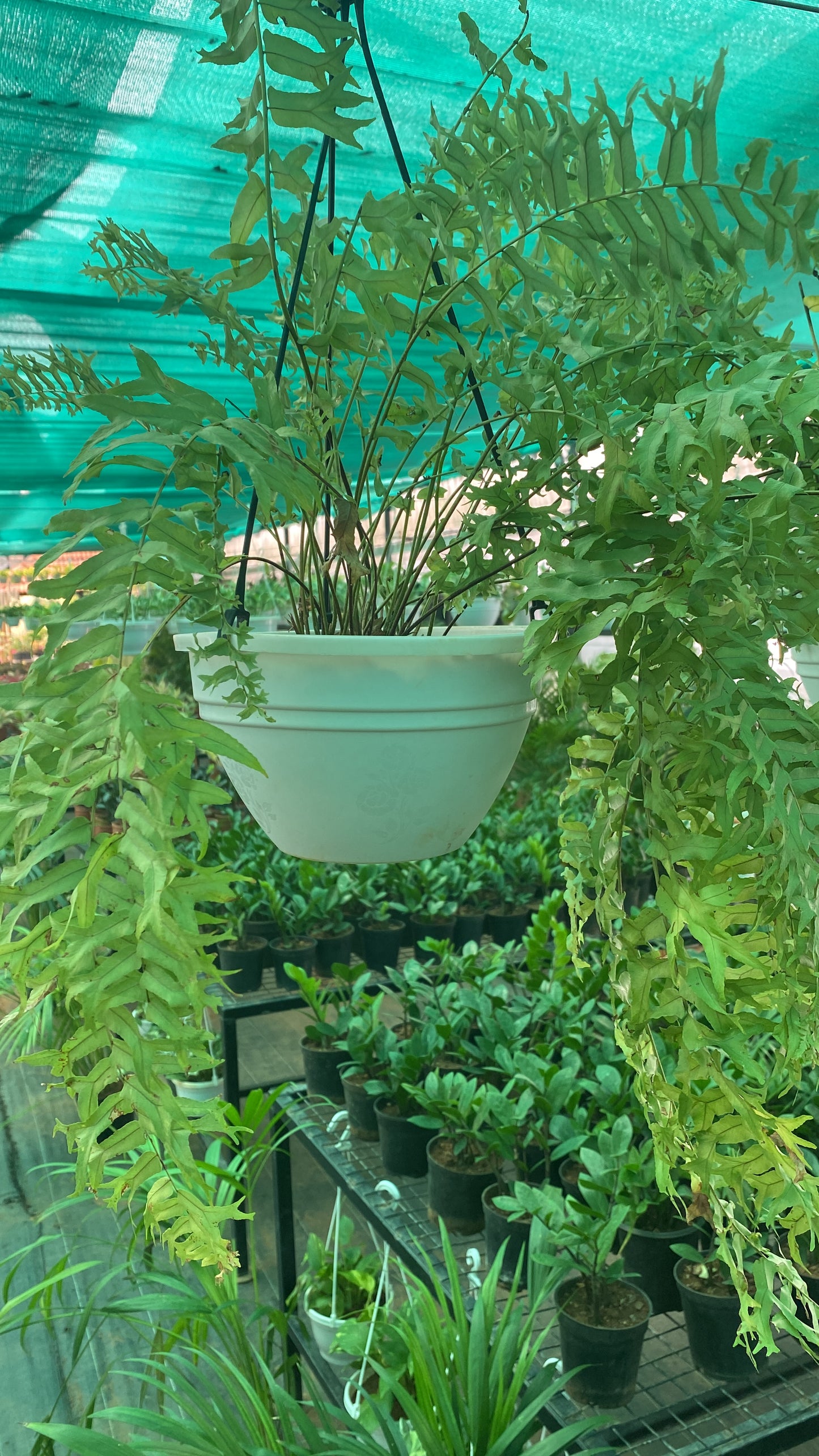 Fern