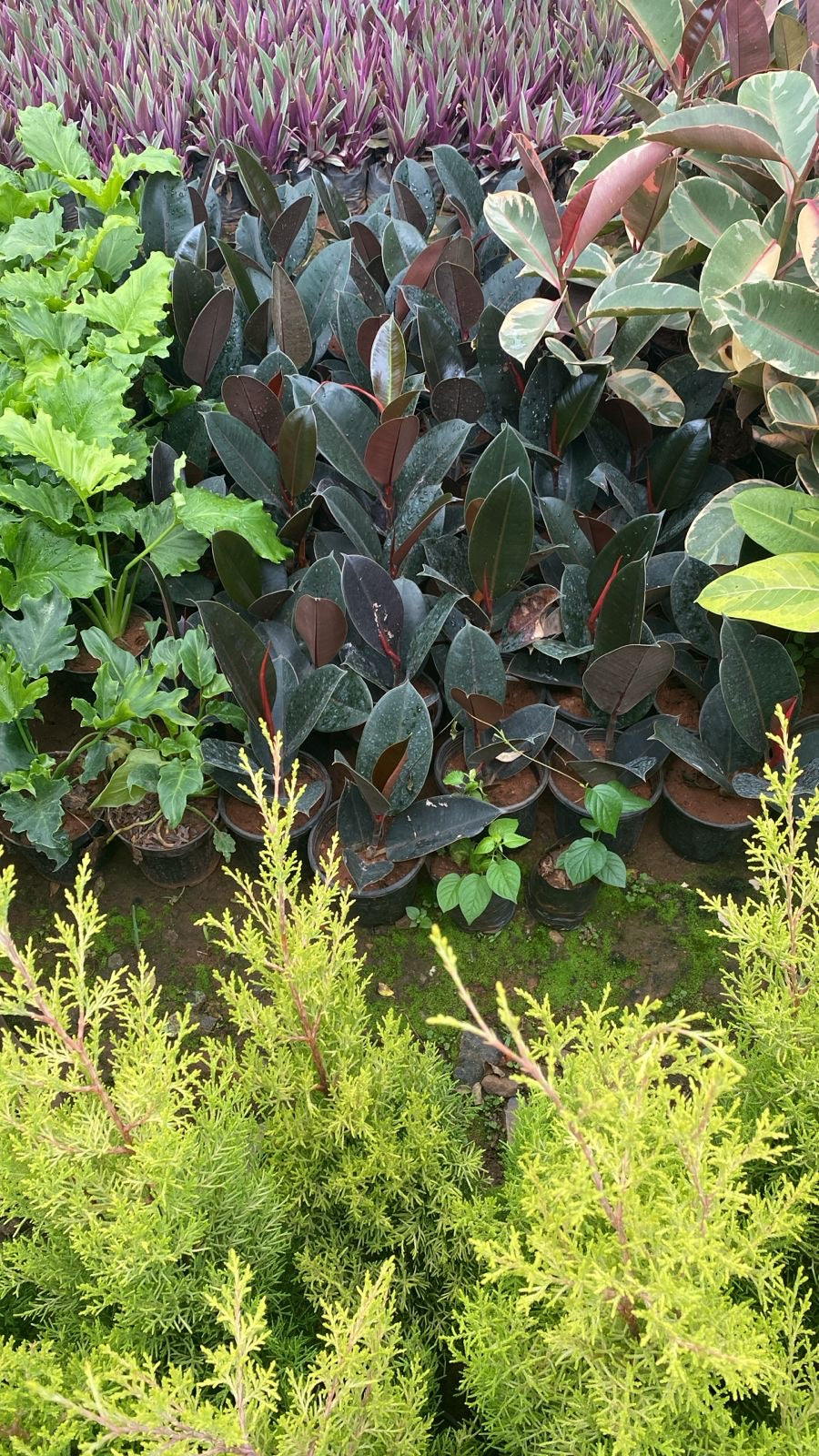 Rubber fig or Ficus elastica,