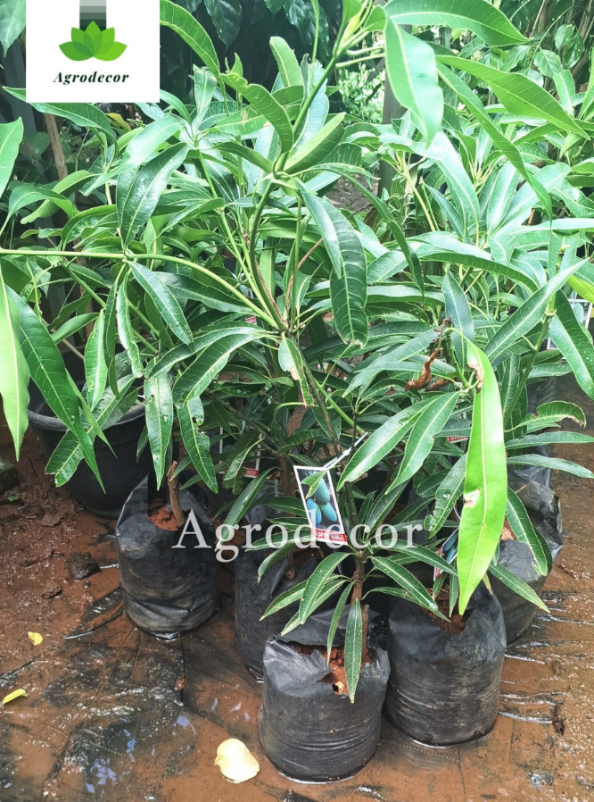 Thai blue mango