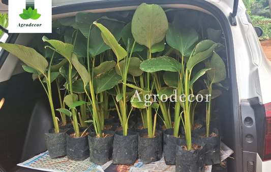 Calathea lutea green