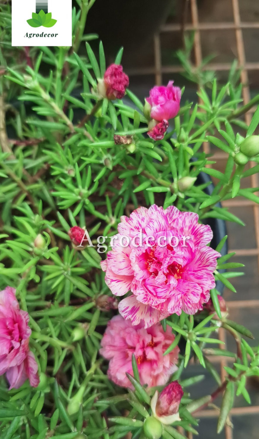 9'0 clock plant or moss rose or portulaca