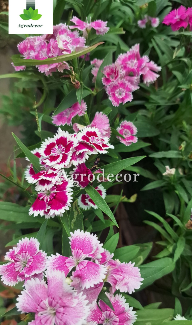 Dianthus flowers or chinese pink