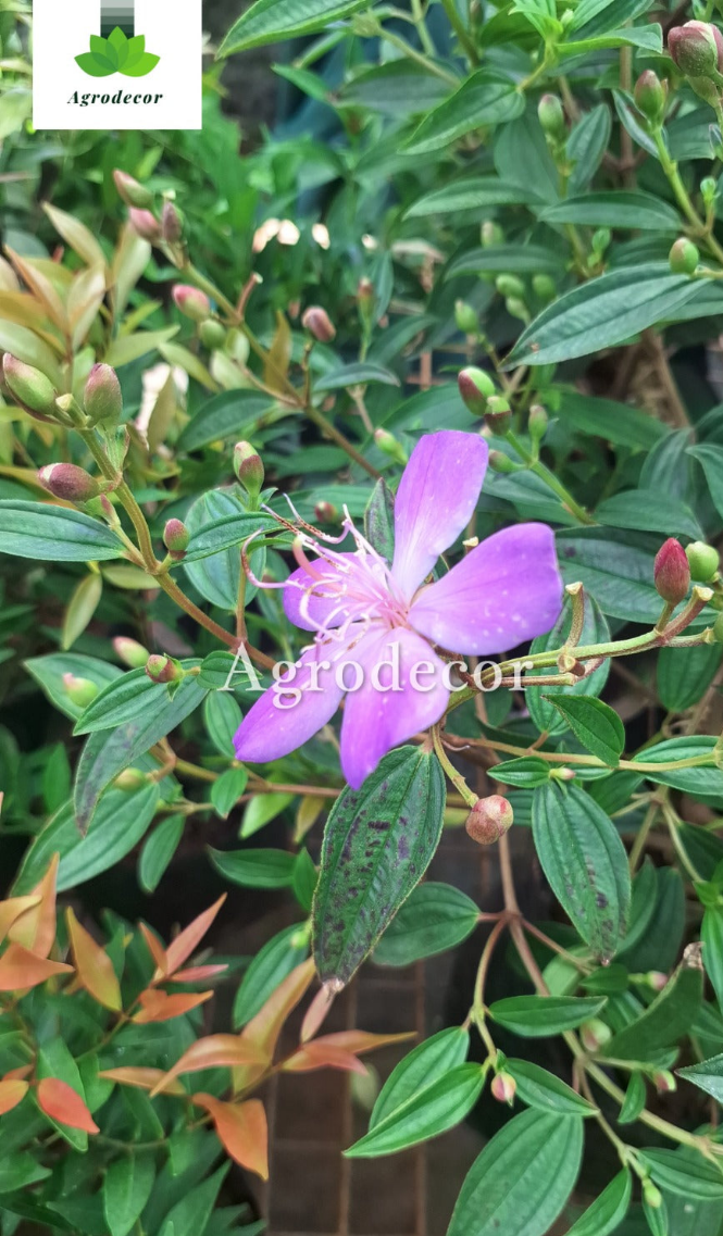 Princess glory(Tibouchina multillis)