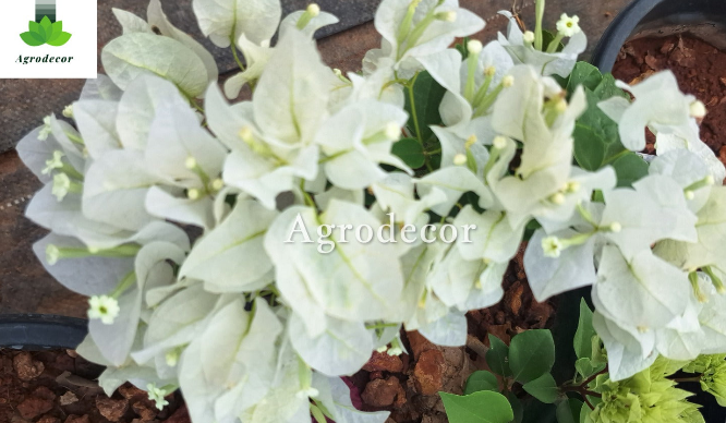 Pune white bougainvillea