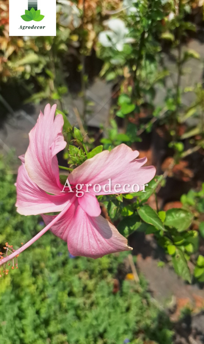 Pink hibiscus 🌺
