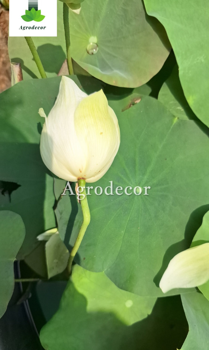 Lotus Or Nelumbo nucifera