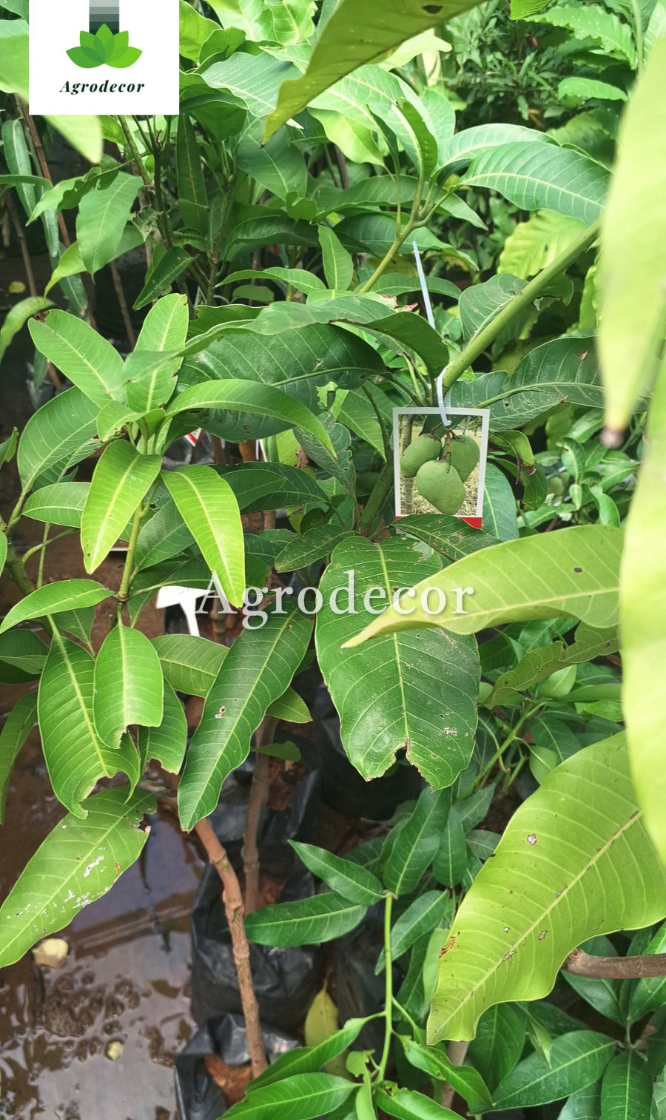 Grafted mango tree