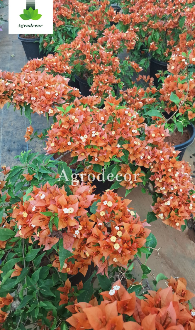 Fire opal bougainvillea