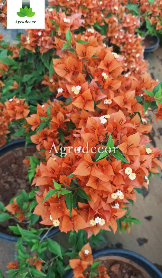 Fire opal bougainvillea