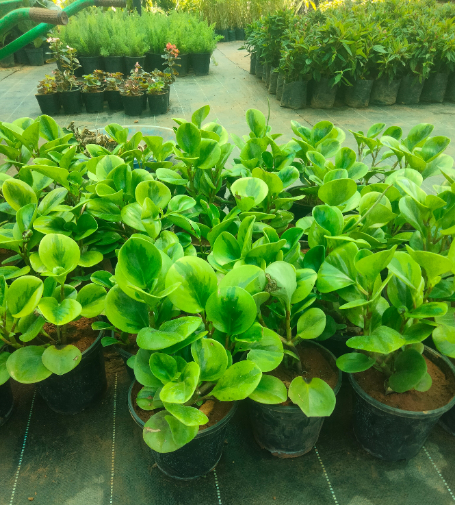 Baby rubber plant