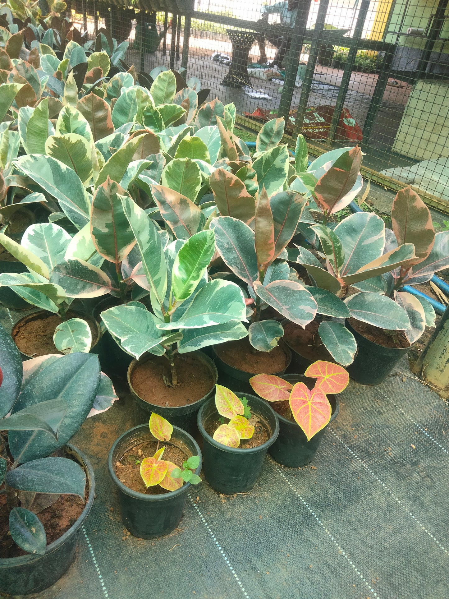 Variegated rubber plant