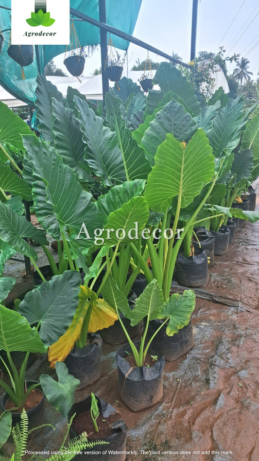 Alocasia macrorrhizes( elephant ear)