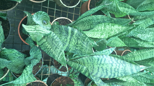 (Whale Fin)or snake plant