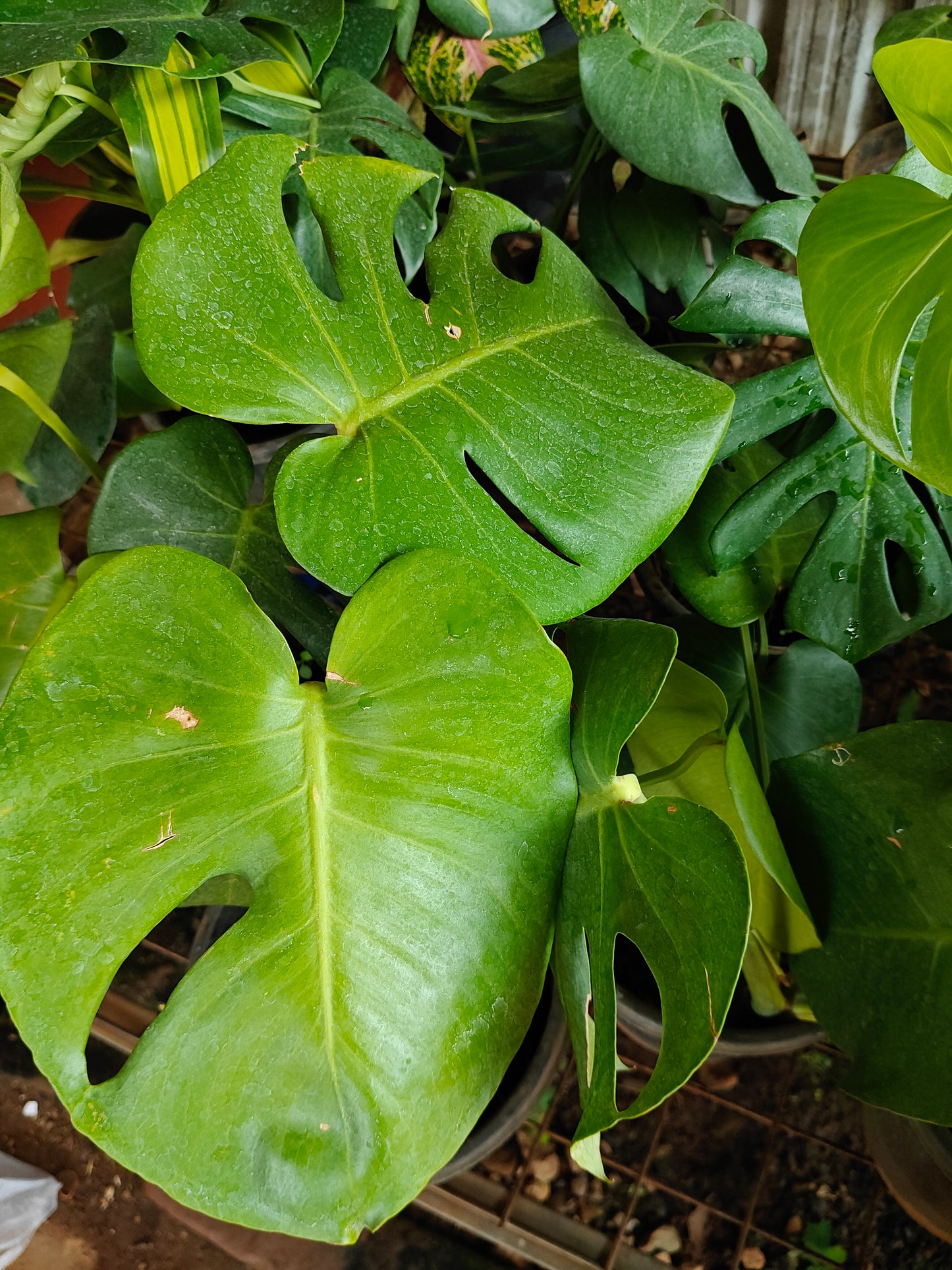 Monastera deliciosa