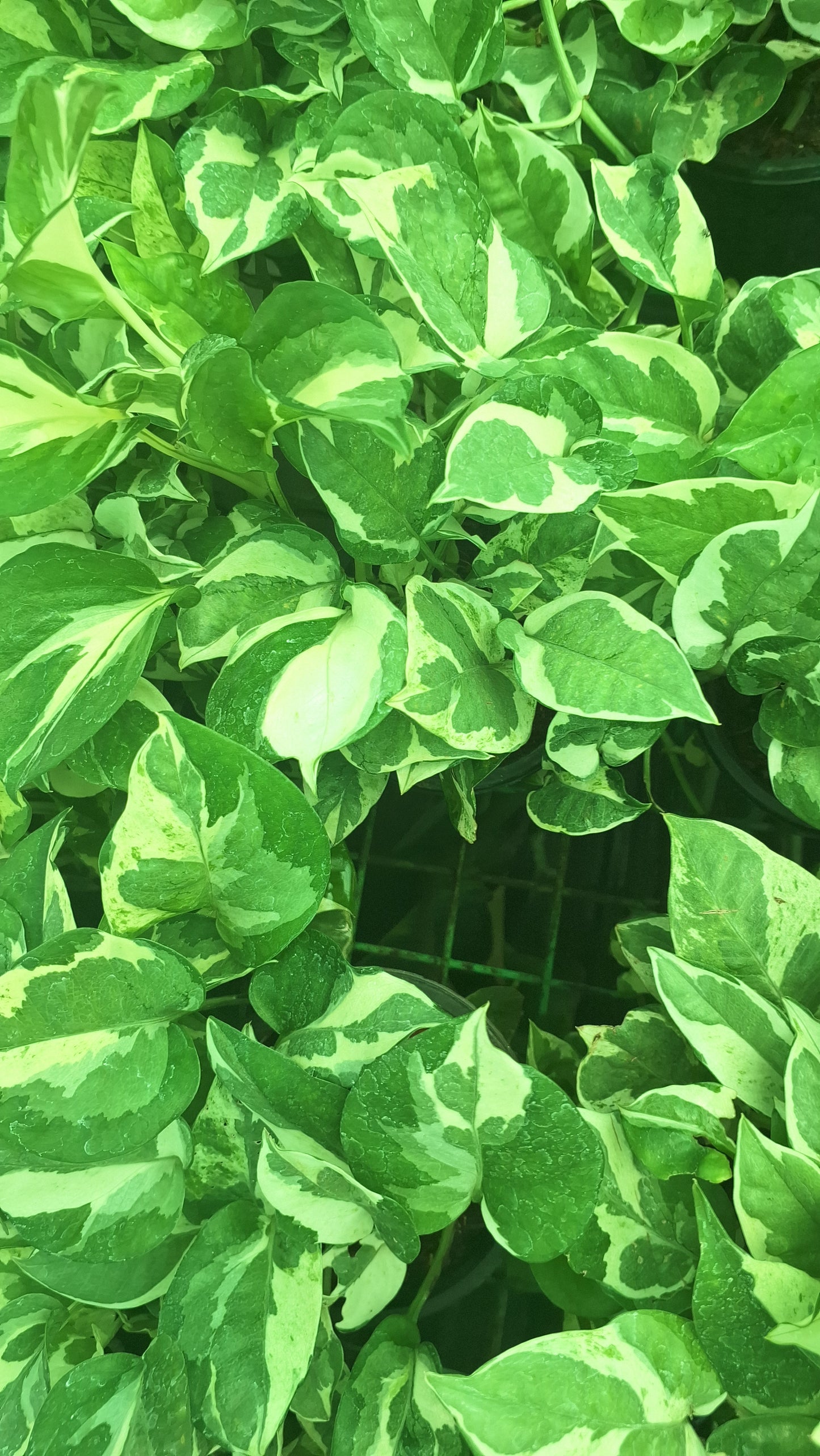 Money plant