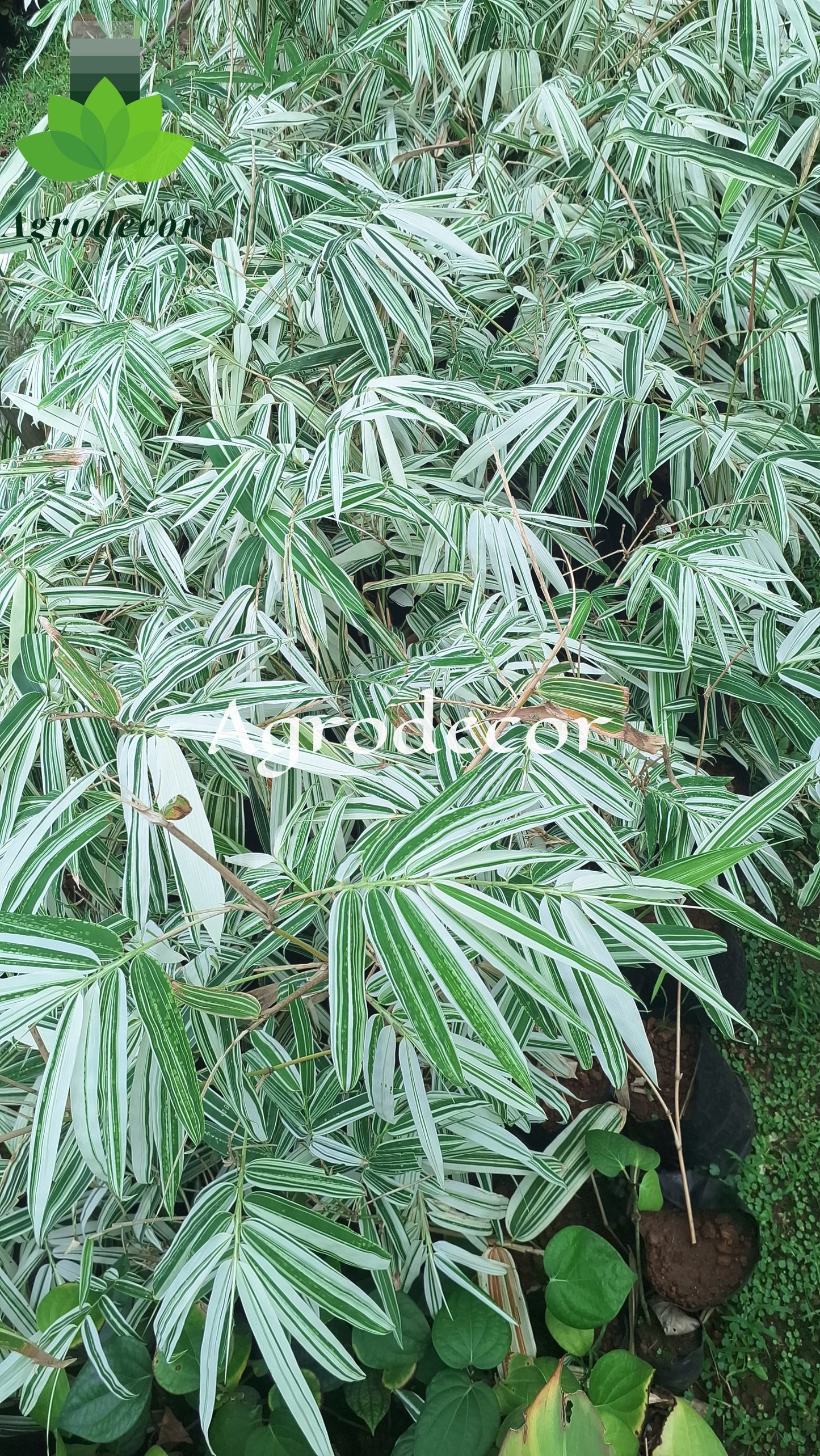 White variegated bamboo