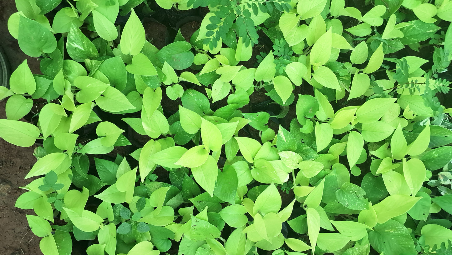 Money plant