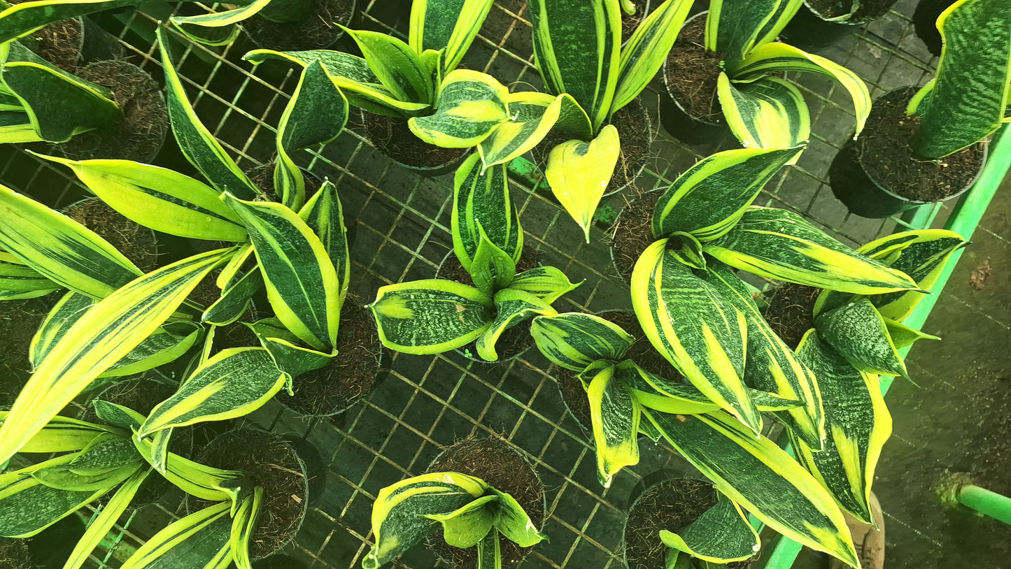 Golden Bird’s Nest Snake Plant