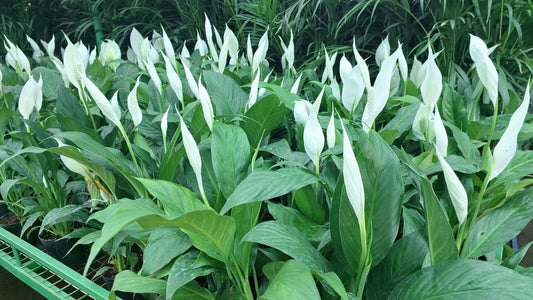 Online Plants Store