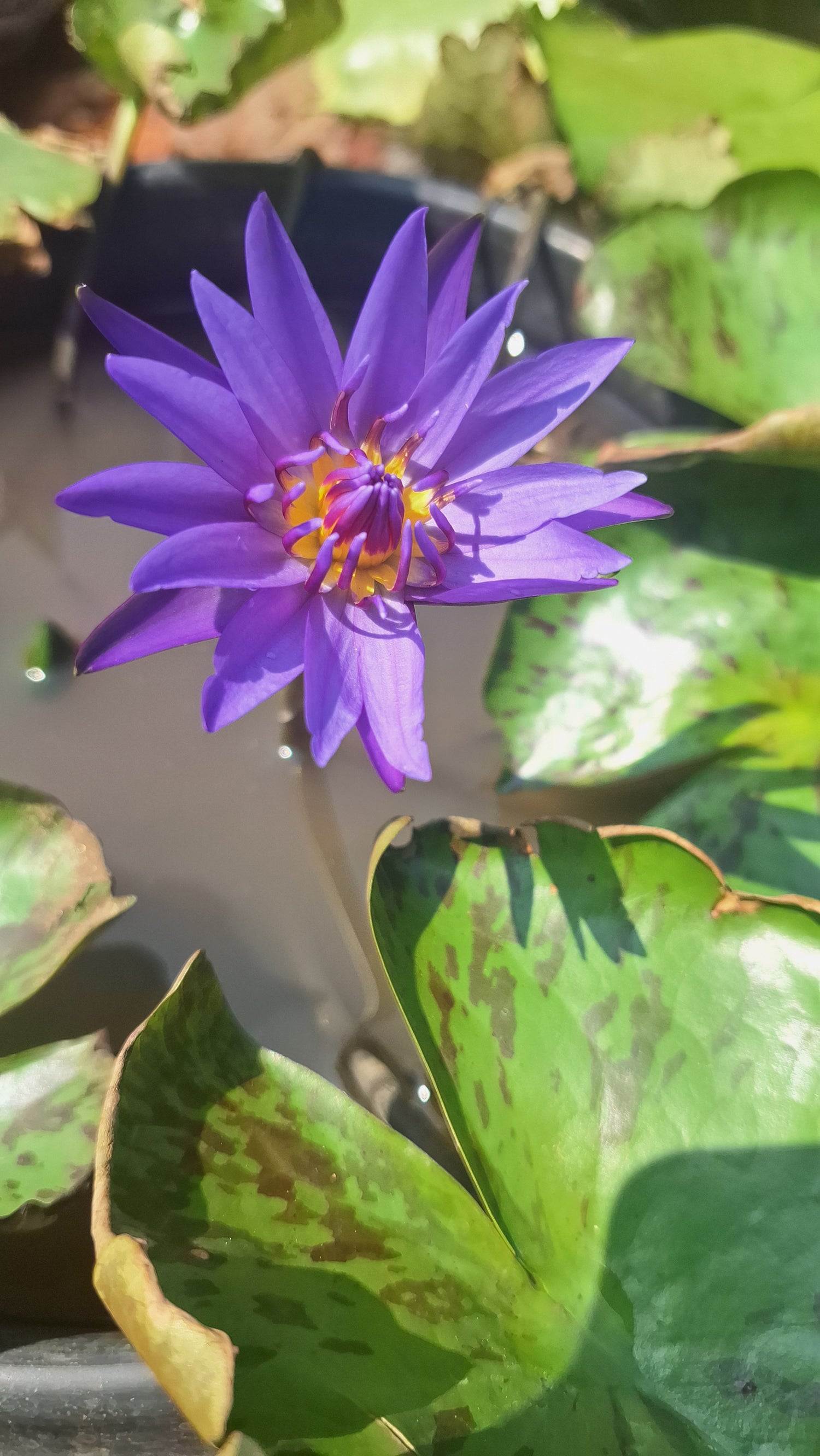 Water Plants