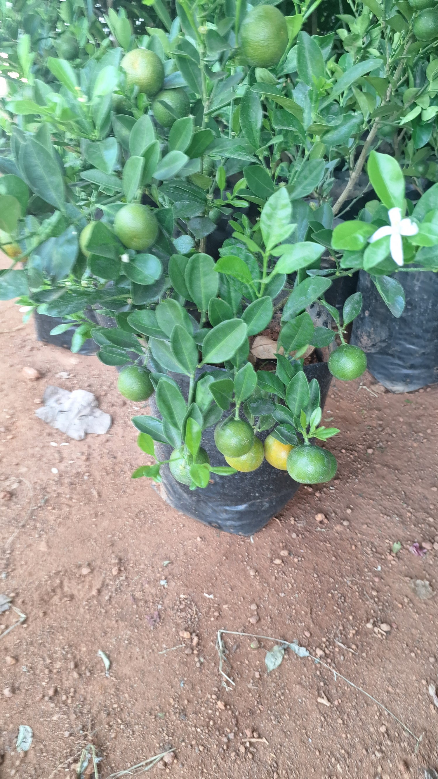 Fruit Plants