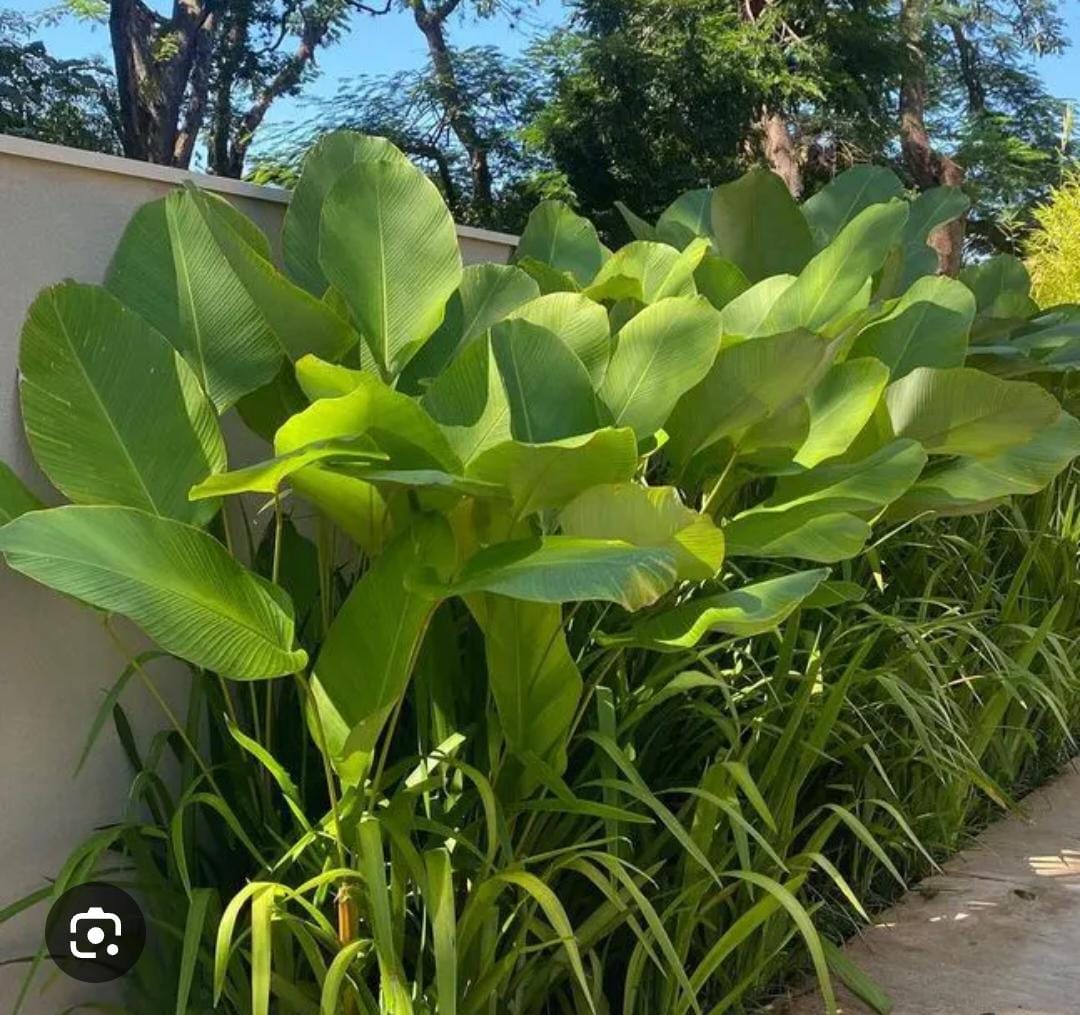 Calathea
