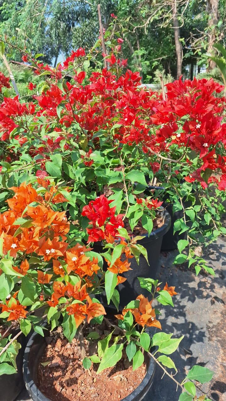 Outdoor Plants