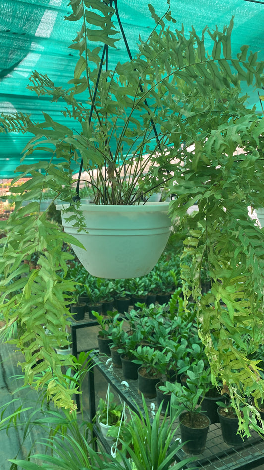 Fern