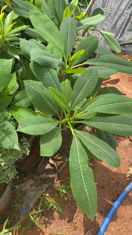 Plumeria white(Frangipani)