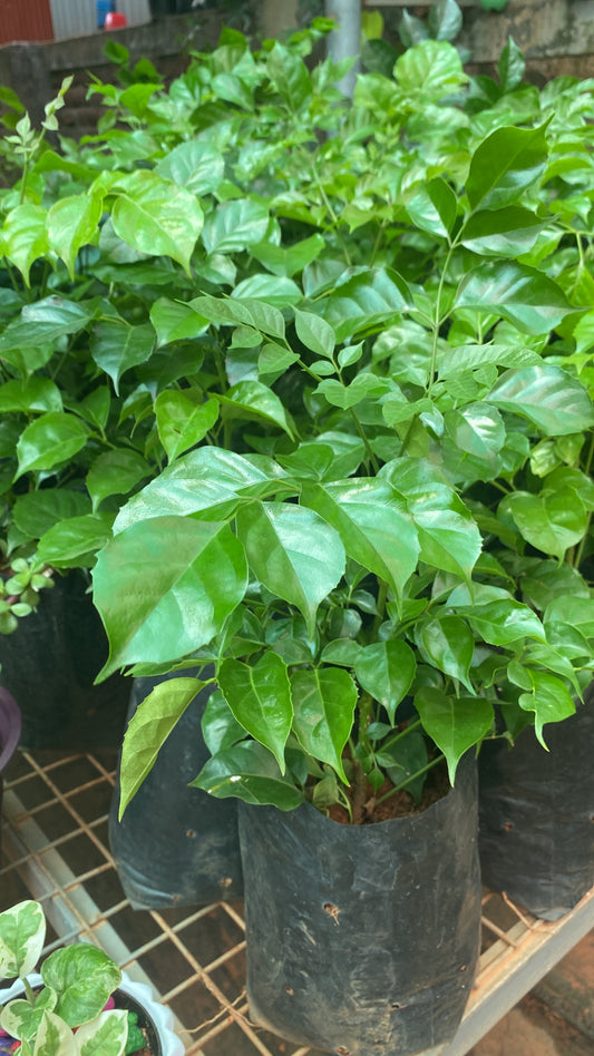 China doll plant