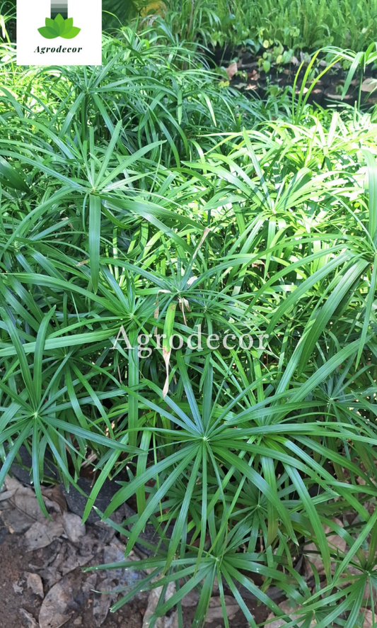 Umbrella palm plant or Cyperus alternifolius