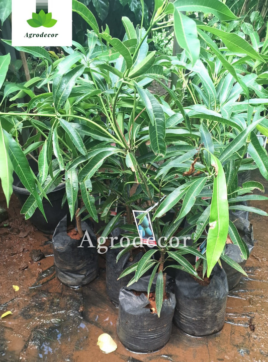 Thai blue mango