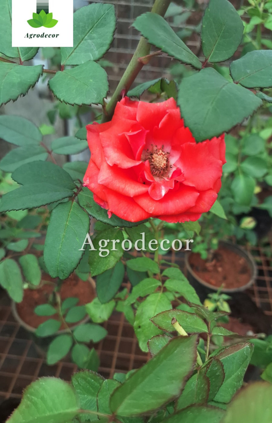 Roses