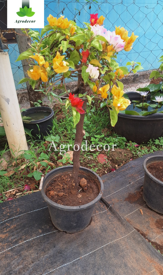 Bougainville multicolour