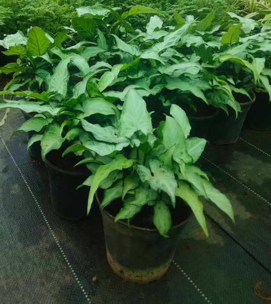 Goosefoot or arrowhead plant