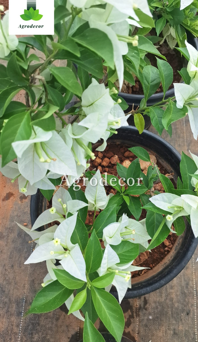Pune white bougainvillea