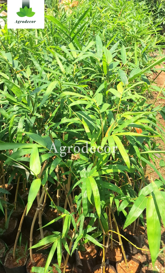 Calcutta bamboo