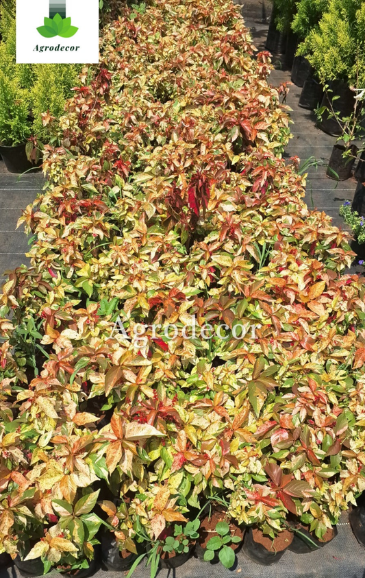 Acalypha
