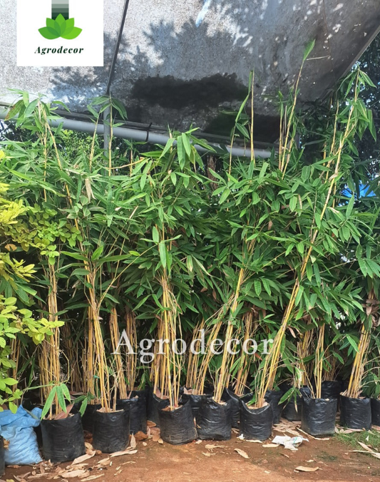 Golden bamboo 6 feet