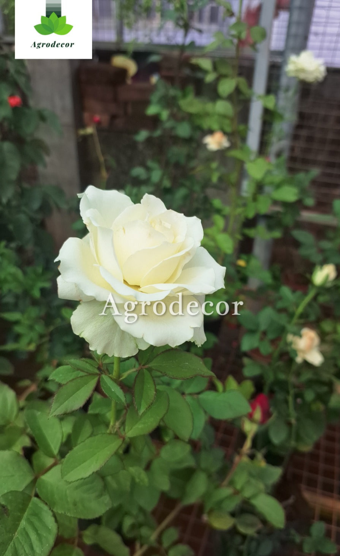 Roses
