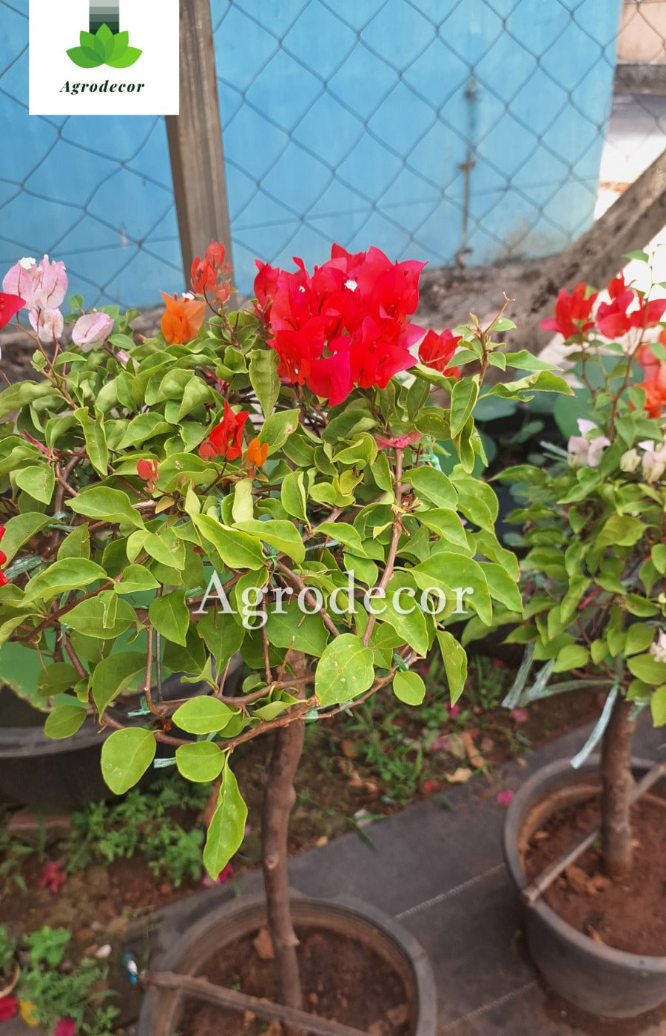 Flame red bougainvillea