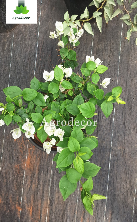 Pune white bougainvillea