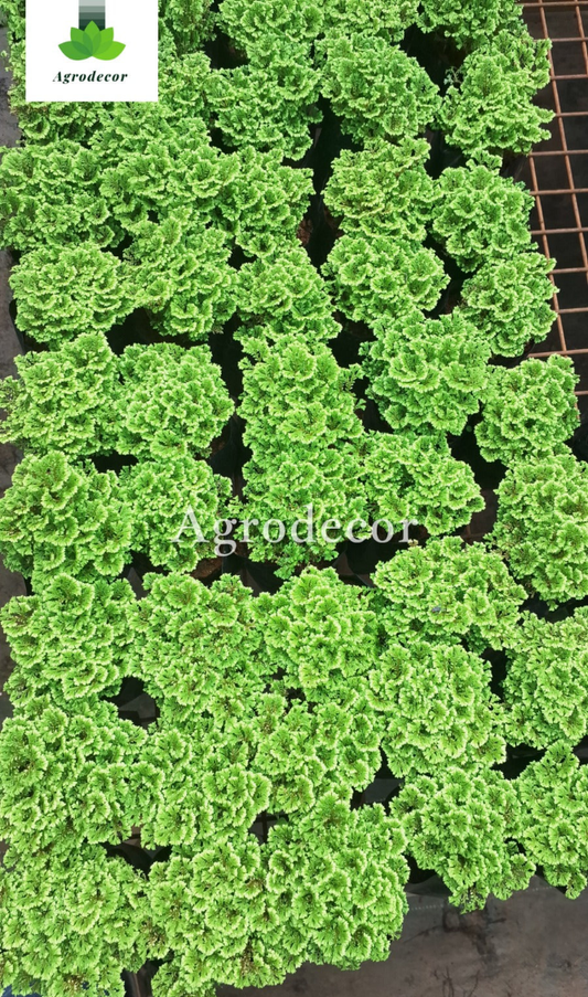 Coral fern plant