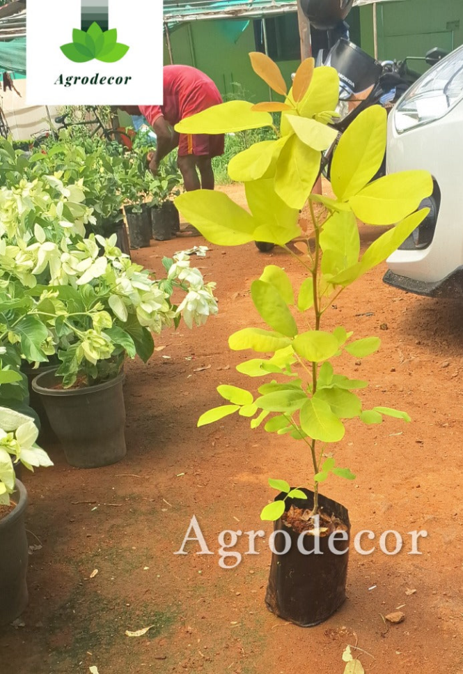 Yellow guava