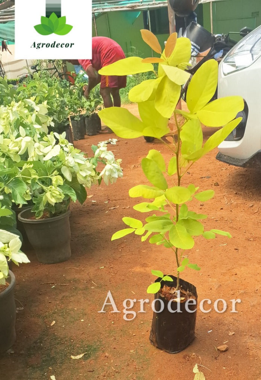 Yellow guava