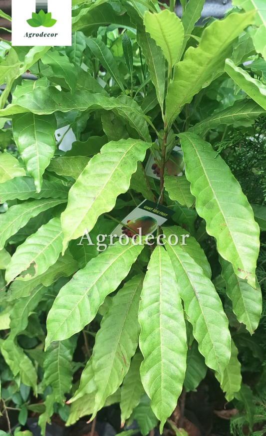 Giant Abiu fruit