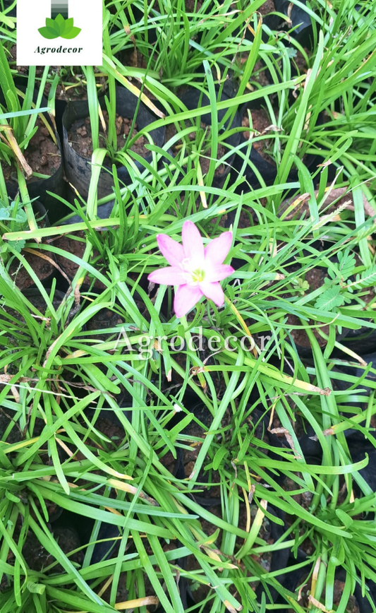 Fairy lily or rain lily