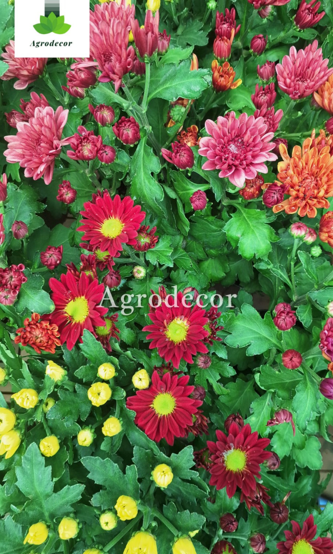 Mums or Chrysanthemum