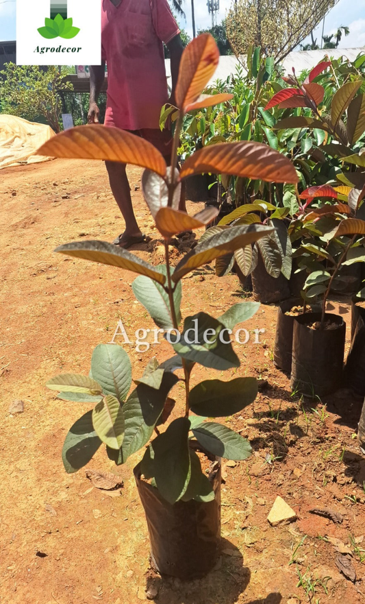 Red malaysian guava